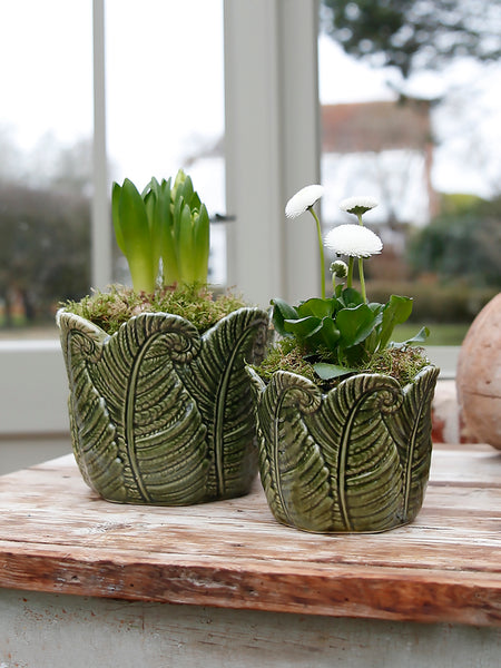 plant in green pot Evergreen Leaves Plant Pot – Clem & Co