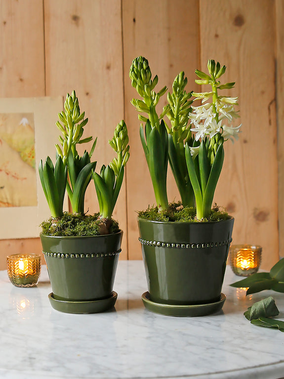 Forest Green Plant Pot With Saucer