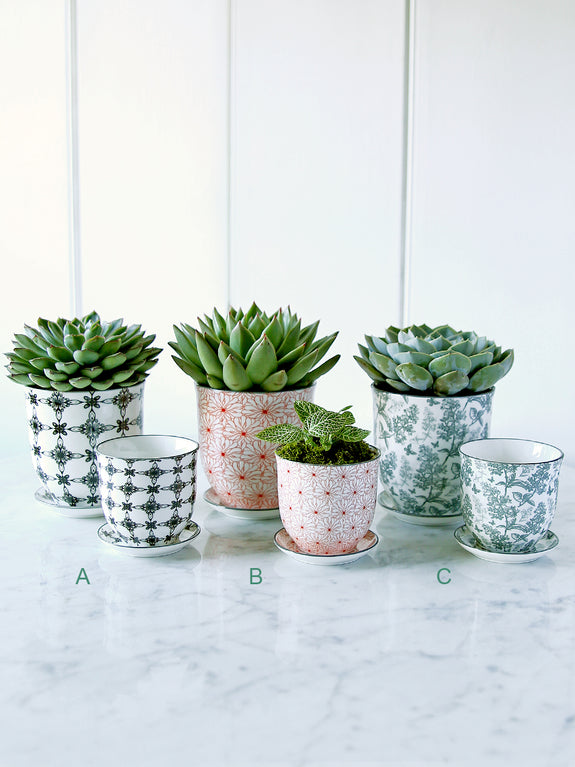 Porcelain Botanical Patterned Plant Pot With Saucer