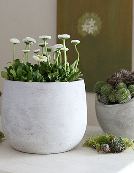 white cement plant pots Whitewashed Cement Plant Pots – Clem & Co